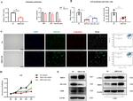 SIRT4 Antibody in Western Blot (WB)