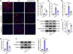 Caspase 1 p20 (Cleaved Asp296) Antibody in Western Blot, Immunohistochemistry (WB, IHC)