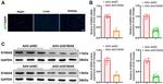 S100A8 Antibody in Western Blot (WB)