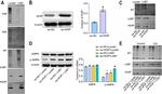 RNF31 Antibody in Western Blot (WB)