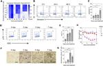 p16INK4a Antibody in Flow Cytometry (Flow)