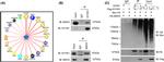 MSH3 Antibody in Immunoprecipitation (IP)