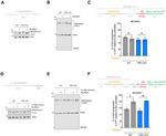 Cullin 3 Antibody in Western Blot (WB)