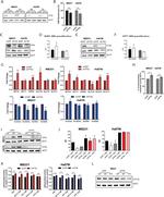 ATGL Antibody in Western Blot (WB)