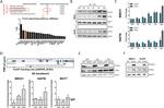 ATGL Antibody in Western Blot (WB)