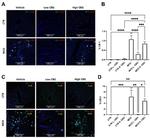 CNR2 Antibody in Immunohistochemistry (IHC)