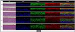 ZO-1 Antibody in Immunohistochemistry (IHC)