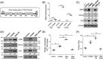 TRPC6 Antibody in Western Blot (WB)