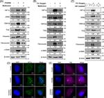 TRPC6 Antibody in Western Blot (WB)