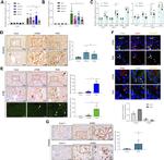 IFN beta Antibody in Immunohistochemistry (IHC)