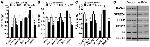 SPRED1 Antibody in Western Blot (WB)