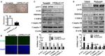 PRDM16 Antibody in Western Blot (WB)