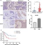 NLRP6 Antibody in Immunohistochemistry (IHC)