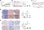 DHRS2 Antibody in Immunohistochemistry (IHC)