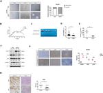 DHRS2 Antibody in Western Blot, Immunohistochemistry (WB, IHC)