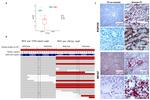 RSPO4 Antibody in Immunohistochemistry (IHC)