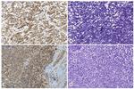 GRPR Antibody in Immunohistochemistry (IHC)