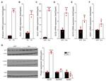 Glutaminase Antibody in Western Blot (WB)