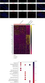 HSPA1B Antibody in Immunohistochemistry (IHC)