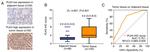 PLK4 Antibody in Immunohistochemistry (IHC)