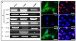 DDX4 Antibody in Immunocytochemistry (ICC/IF)