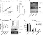 LIN7A Antibody in Western Blot (WB)