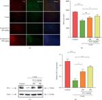 RBPMS Antibody in Immunohistochemistry (IHC)