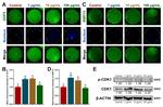 BMP-15 Antibody in Immunocytochemistry (ICC/IF)