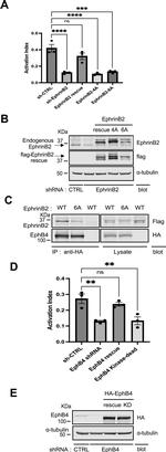 Ephrin B2 Antibody in Western Blot (WB)