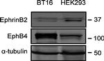 Ephrin B2 Antibody in Western Blot (WB)