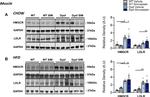 HMGCR Antibody in Western Blot (WB)