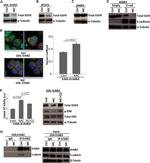 Phospho-ERK1/ERK2 (Thr202, Tyr204) Antibody in Western Blot (WB)