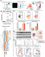 EPX Antibody in Western Blot (WB)