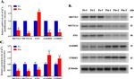 METTL14 Antibody in Western Blot (WB)