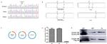 ZC4H2 Antibody in Western Blot (WB)