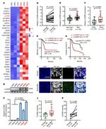 IL20RB Antibody in Western Blot, Immunocytochemistry, Immunohistochemistry (WB, ICC/IF, IHC)