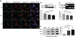 TOP1MT Antibody in Immunocytochemistry (ICC/IF)