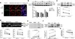 TOP1MT Antibody in Immunocytochemistry (ICC/IF)