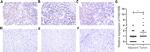 FAM189B Antibody in Immunohistochemistry (IHC)