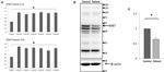 Spastin Antibody in Western Blot (WB)