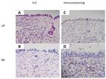 TGM1 Antibody in Immunohistochemistry (IHC)