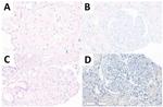 DNAJB9 Antibody in Immunohistochemistry (IHC)