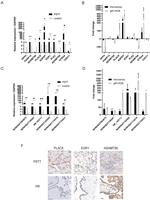 ADAMTS6 Antibody in Immunohistochemistry (IHC)