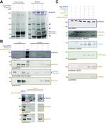 PIH1D1 Antibody in Western Blot (WB)