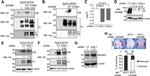 Phospho-EphB3 (Tyr608) Antibody in Western Blot (WB)