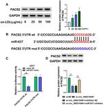 PACS2 Antibody in Western Blot (WB)