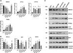 NPC1L1 Antibody in Western Blot (WB)