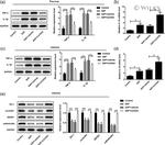 ZO-1 Antibody in Western Blot (WB)