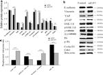 beta Catenin Antibody in Western Blot (WB)