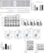 PIK3R2 Antibody in Western Blot (WB)